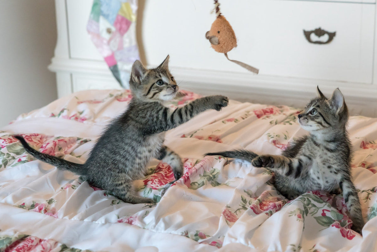 Pet Toys & Accessories